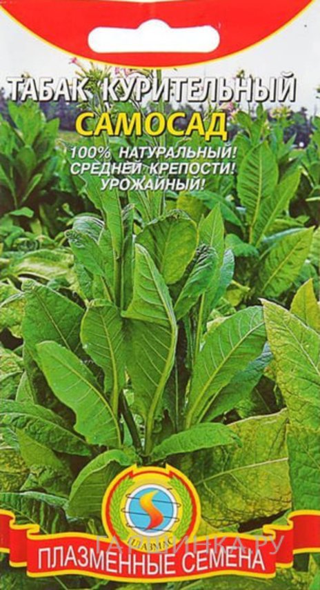 Семена  Табак курительный Самосад  0,01 г Плазменные семена