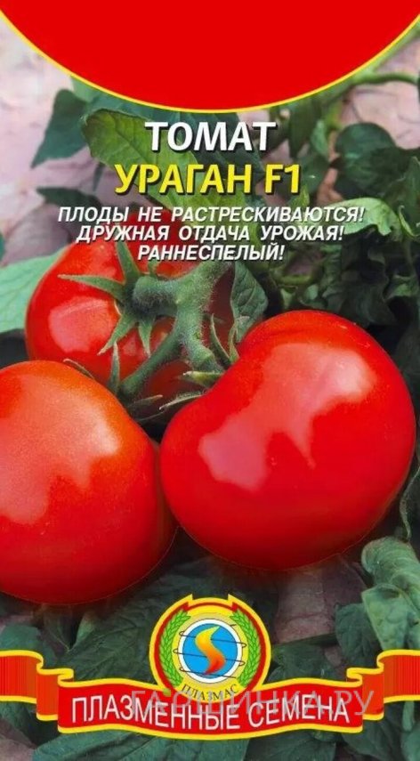 Семена  Томат Ураган F1  10 шт Плазменные семена