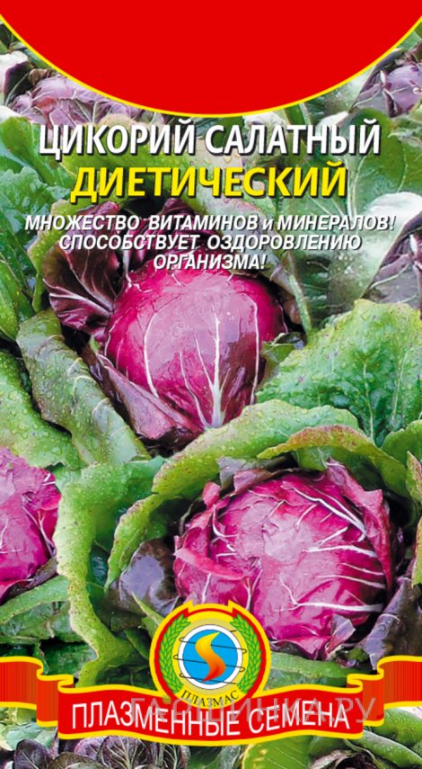 Семена  Цикорий салатный Диетический  0,5 гр Плазменные семена