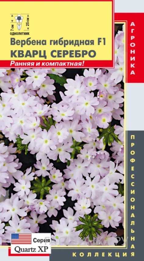 Семена  Вербена гибридная F1 (серия Quartz XP) Кварц Серебро  5 шт Плазменные семена