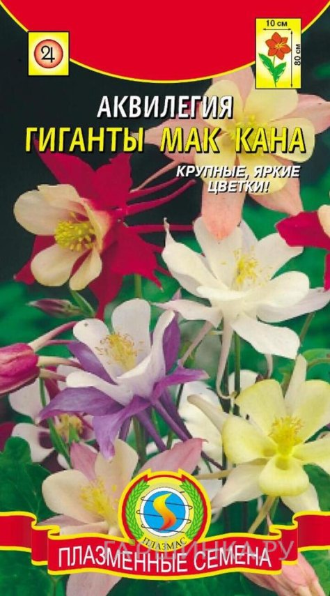 Семена  Аквилегия Гигант Мак Кана  0,1 гр Плазменные семена