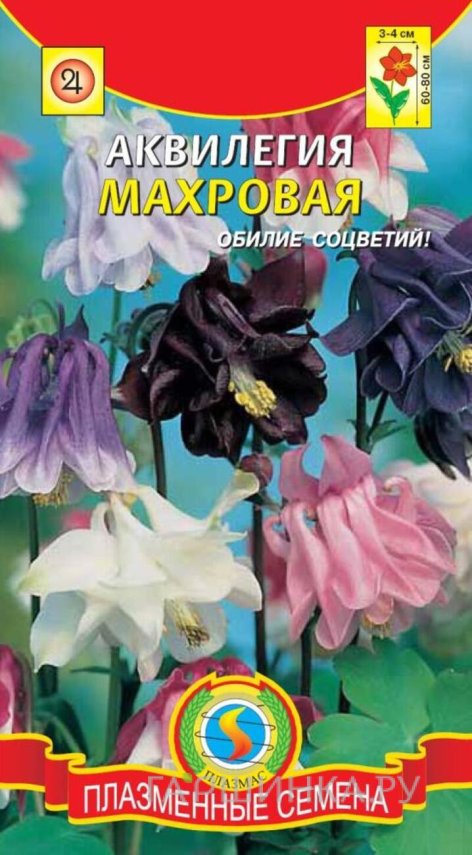 Семена  Аквилегия махровая  0,1 гр Плазменные семена