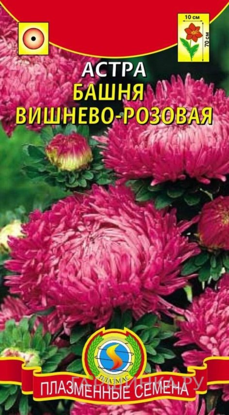Семена  Астра Башня Вишнево-розовая  0,3 гр Плазменные семена