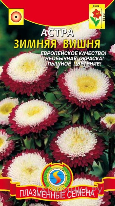 Семена  Астра Зимняя вишня 0,1 г Плазменные семена