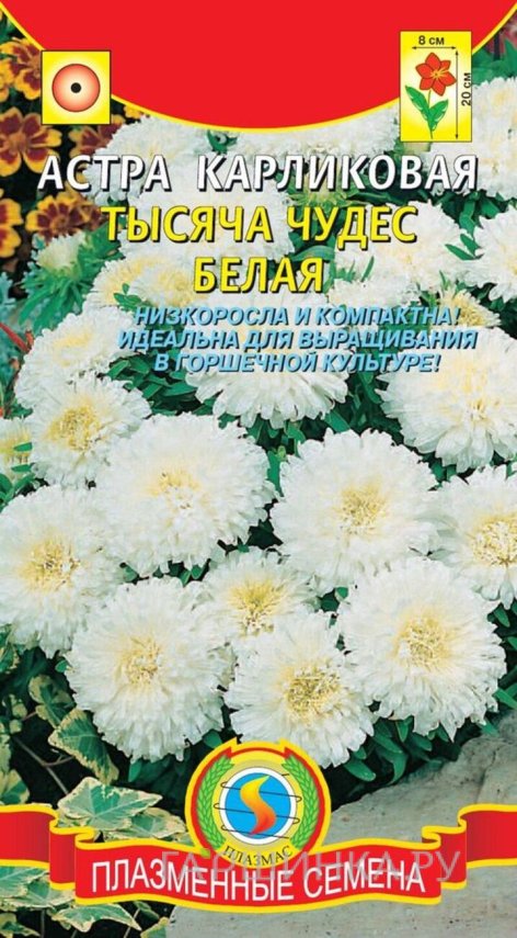 Семена  Астра карликовая Тысяча чудес белая  0,2гр Плазменные семена