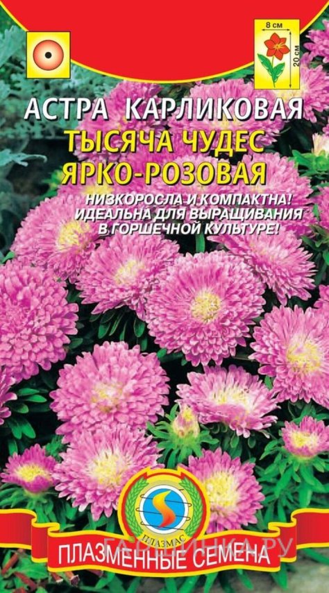 Семена  Астра карликовая Тысяча чудес ярко-розовая  0,2гр Плазменные семена