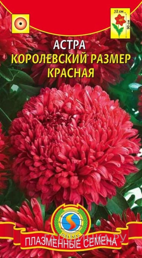 Семена  Астра Королевский размер, КРАСНАЯ  0,1 гр Плазменные семена
