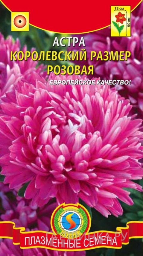Семена  Астра Королевский размер, РОЗОВАЯ  0,1 гр Плазменные семена