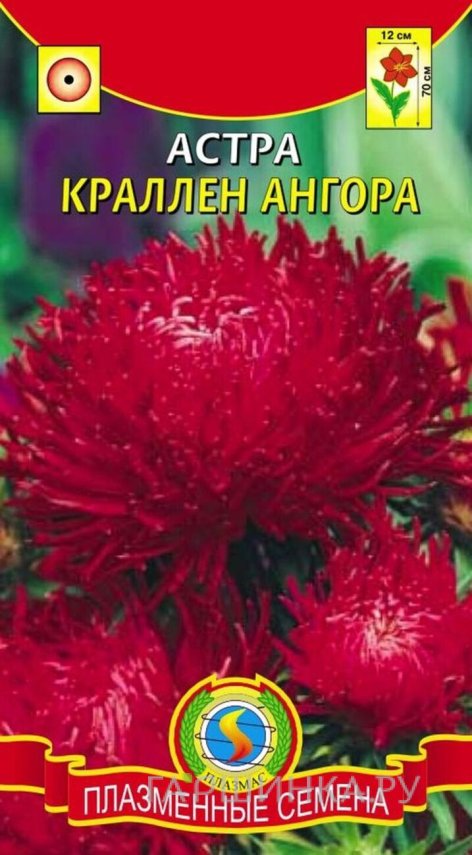 Семена  Астра краллен Ангора  0,3 гр Плазменные семена