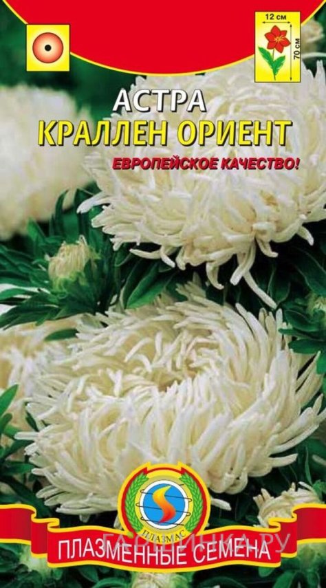 Семена  Астра Краллен Ориент  0,3 гр Плазменные семена