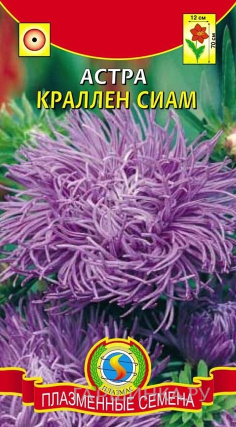 Семена  Астра Краллен Сиам  0,3 гр Плазменные семена