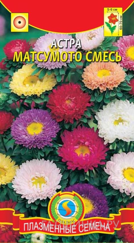 Семена  Астра Матсумото, смесь  0,2 гр Плазменные семена