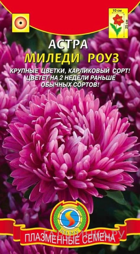 Семена  Астра Миледи Роуз  0,2 гр Плазменные семена