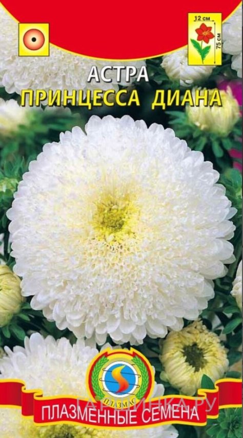 Семена  Астра Принцесса Диана  0,2 гр Плазменные семена