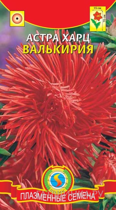 Семена  Астра Харц Валькирия  0,3 гр Плазменные семена