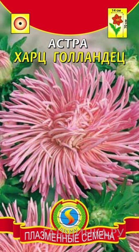 Семена  Астра Харц Голландец  0,3 гр Плазменные семена