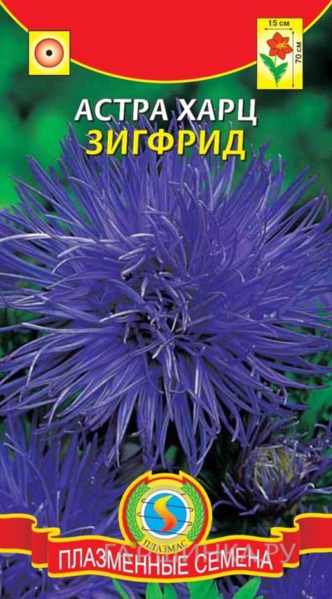 Семена  Астра Харц Зигфрид  0,3 гр Плазменные семена