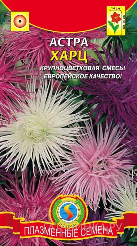 Семена  Астра Харц, смесь  0,3 гр Плазменные семена