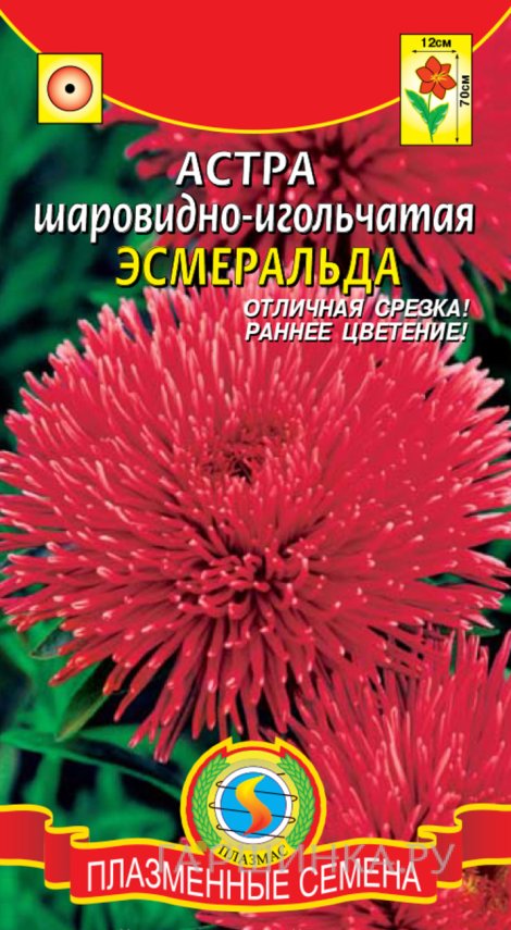 Семена  Астра шаровидно-игольчатая Эсмеральда  0,2 гр Плазменные семена