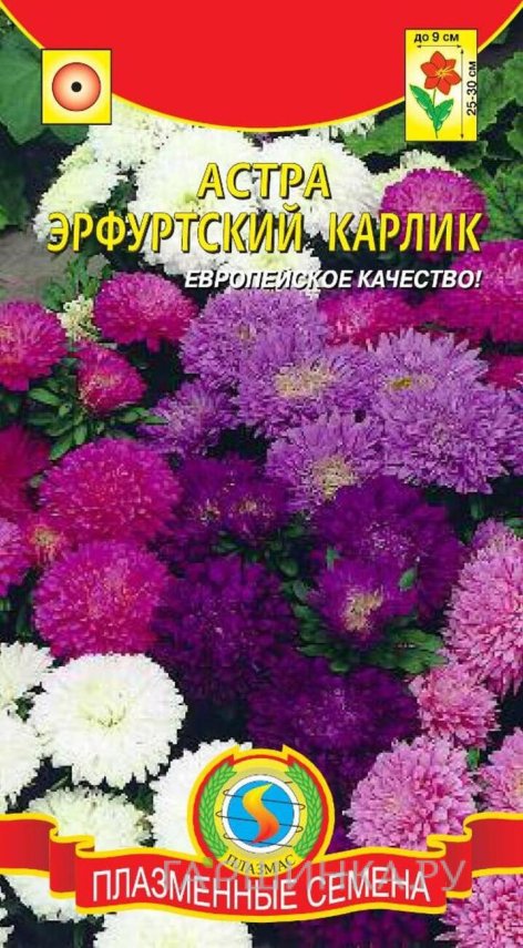 Семена  Астра Эрфуртский карлик  0,2 гр Плазменные семена