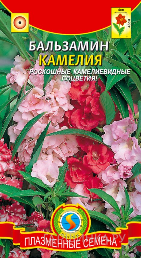 Семена  Бальзамин Камелия  0,2 гр Плазменные семена