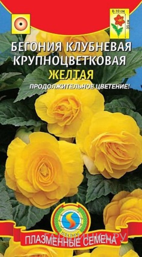 Семена  Бегония клубневая крупноцветковая Желтая  5 шт Плазменные семена