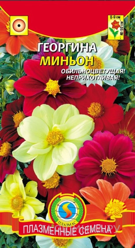 Семена  Георгина Миньон  0,15 гр Плазменные семена