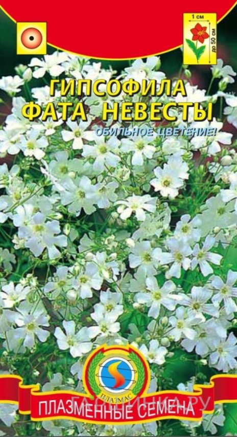 Семена  Гипсофила Фата невесты  0,5 гр Плазменные семена