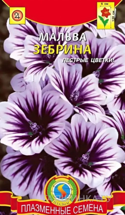 Семена  Мальва Зебрина  10 шт Плазменные семена