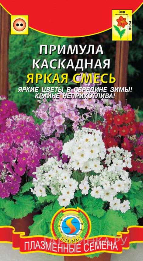 Семена  Примула каскадная Яркая смесь  18 шт Плазменные семена