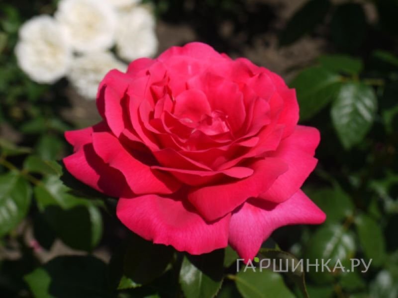 Роза Веласкес чайно-гибриднаяоза