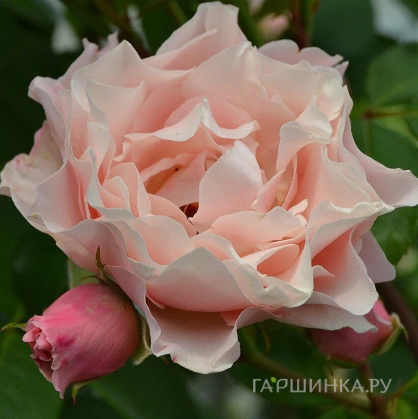 Роза Дафна