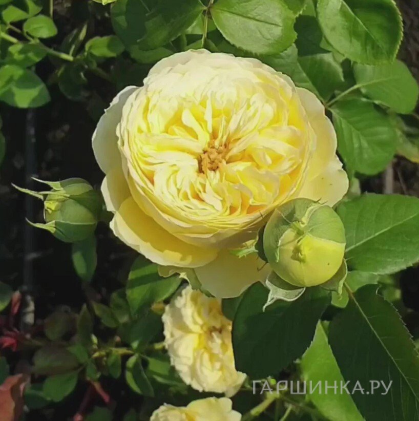 Роза Каталина спрей