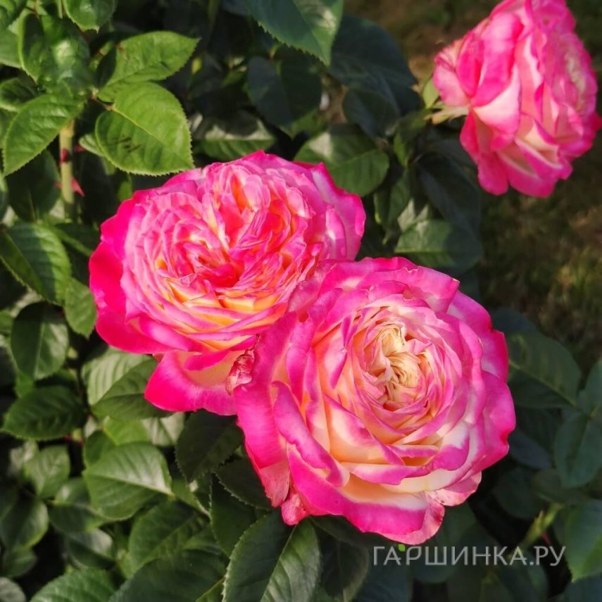 Роза Кордес Юбилей чайно-гибридная