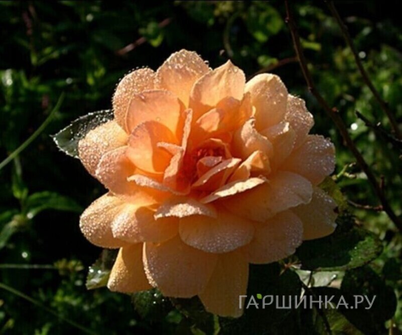 Роза Сансет Сонг чайно-гибридная