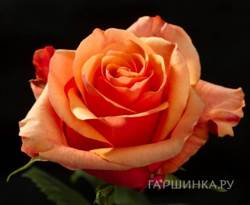 Роза Эспана чайно-гибридная