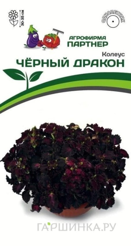 Семена Колеус шлемниковидный  Чёрный Дракон 10 шт. Партнер
