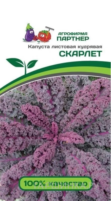 Семена Капуста листовая кудрявая Скарлет 0,3 гр. Партнер