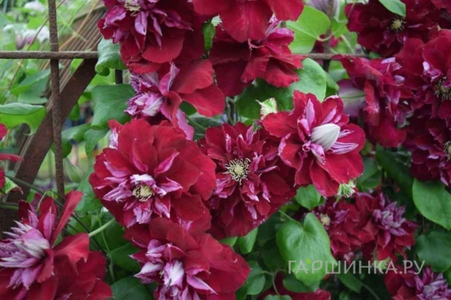 Клематис Чармейн (2)