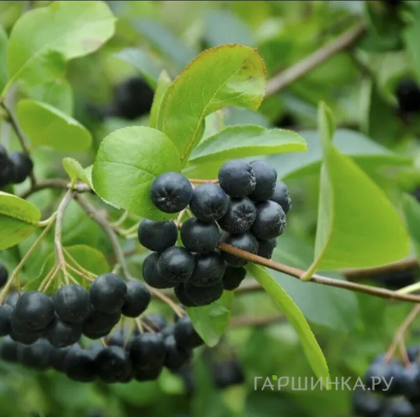 Черноплодная рябина Мулатка