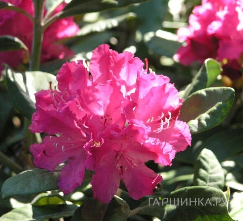 Рододендрон Хеллики