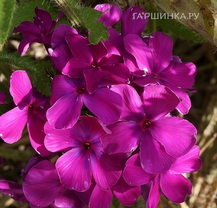 Флокс Никольский