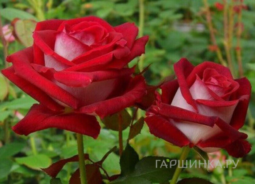 Роза Николь чайно-гибридная, Питомник роз