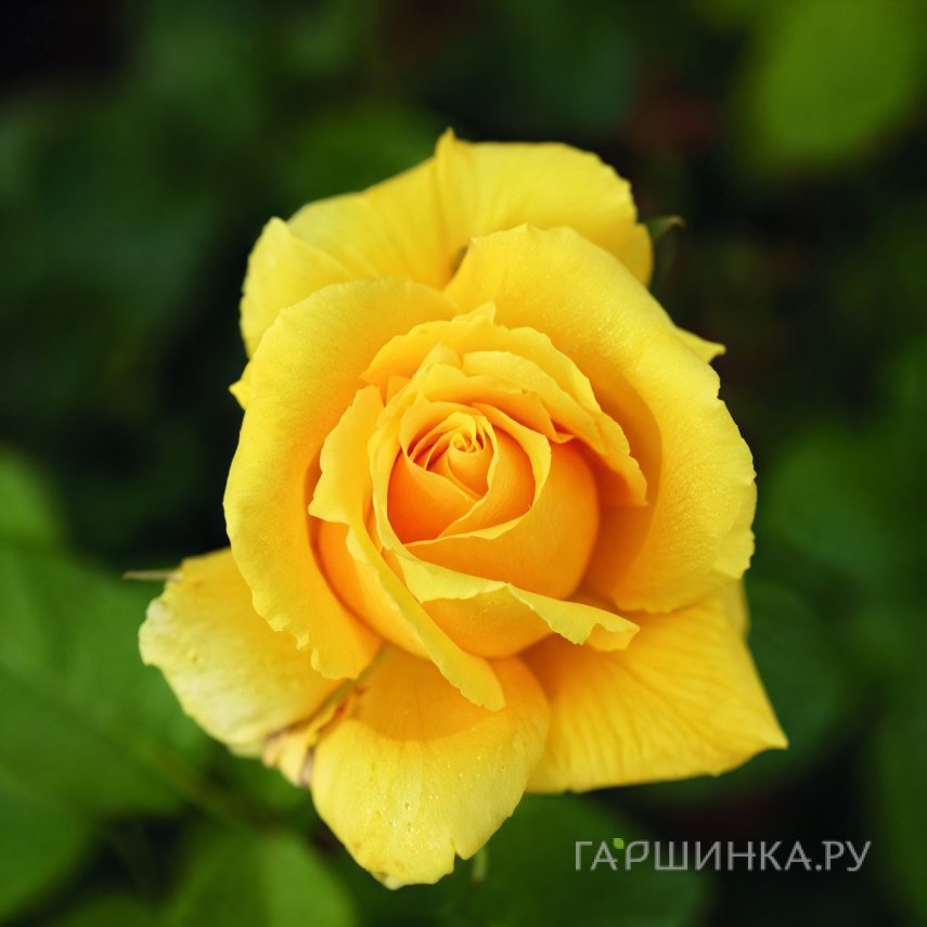 Роза Солидор чайно-гибридная, Питомник роз