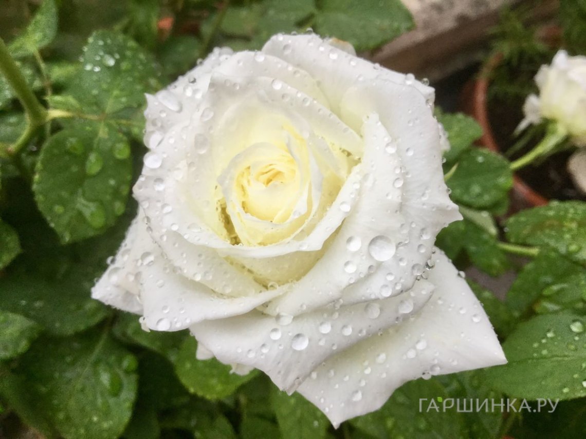 Роза Бьянка чайно-гибридная
