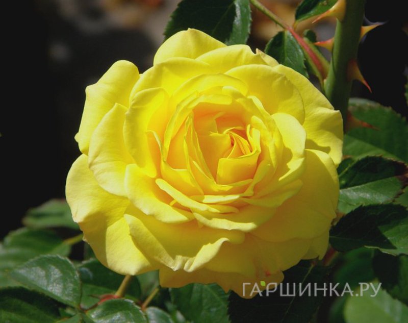 Роза Голден Дракон чайно-гибридная, Питомник роз