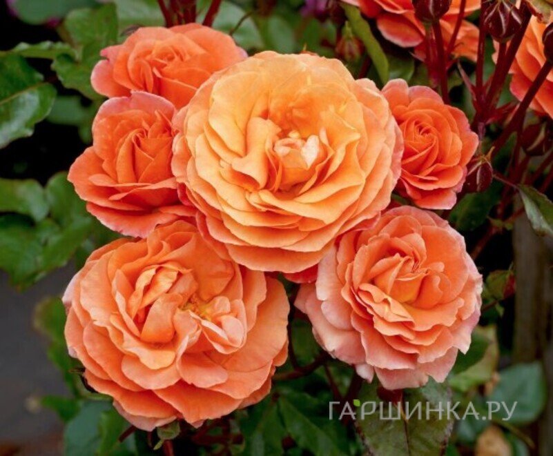 Роза Казанова чайно-гибридная