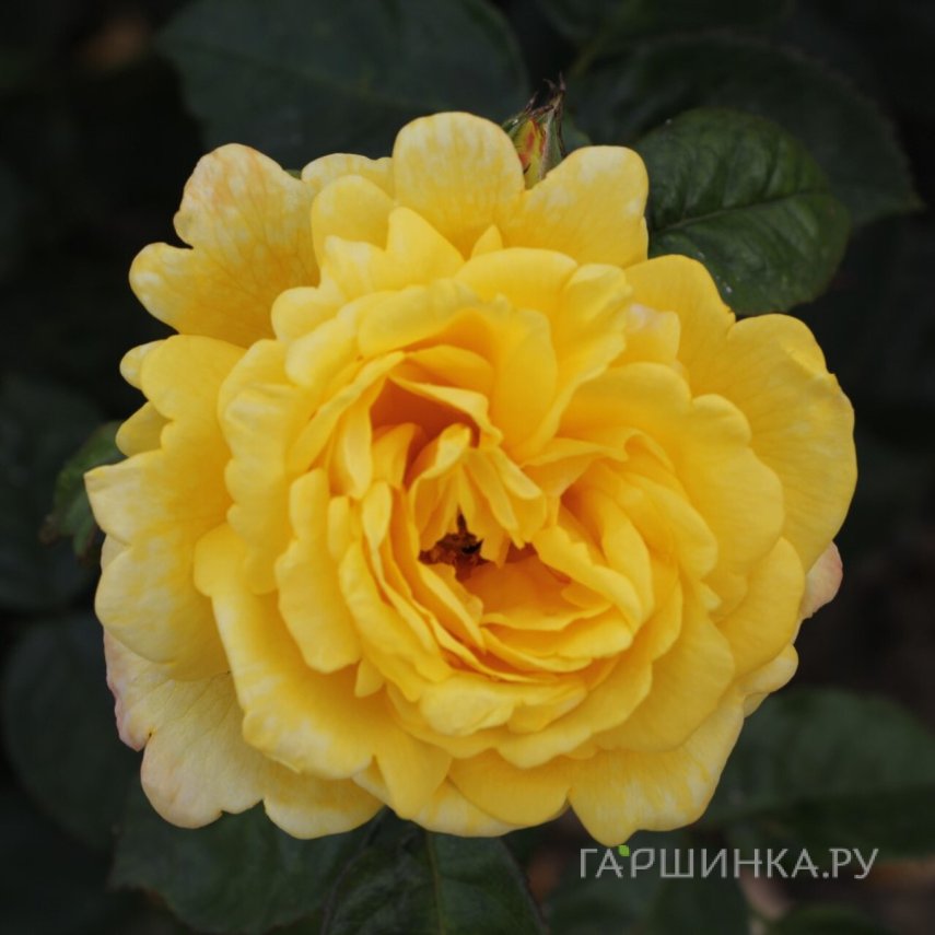 Роза Чайна Таун флорибунда, Питомник роз