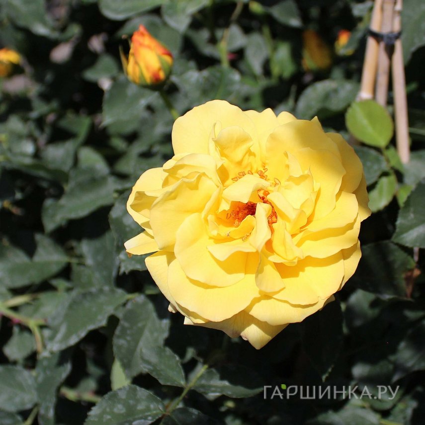Роза Голдштерн плетистая, Питомник роз