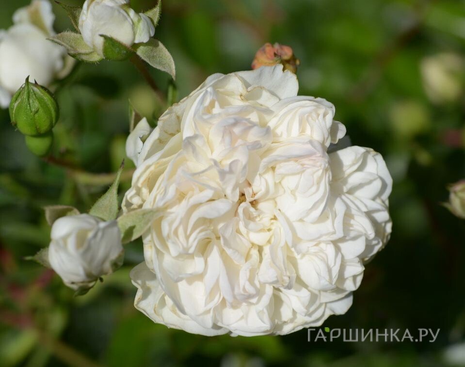 Роза Свани почвопокровная, Питомник роз